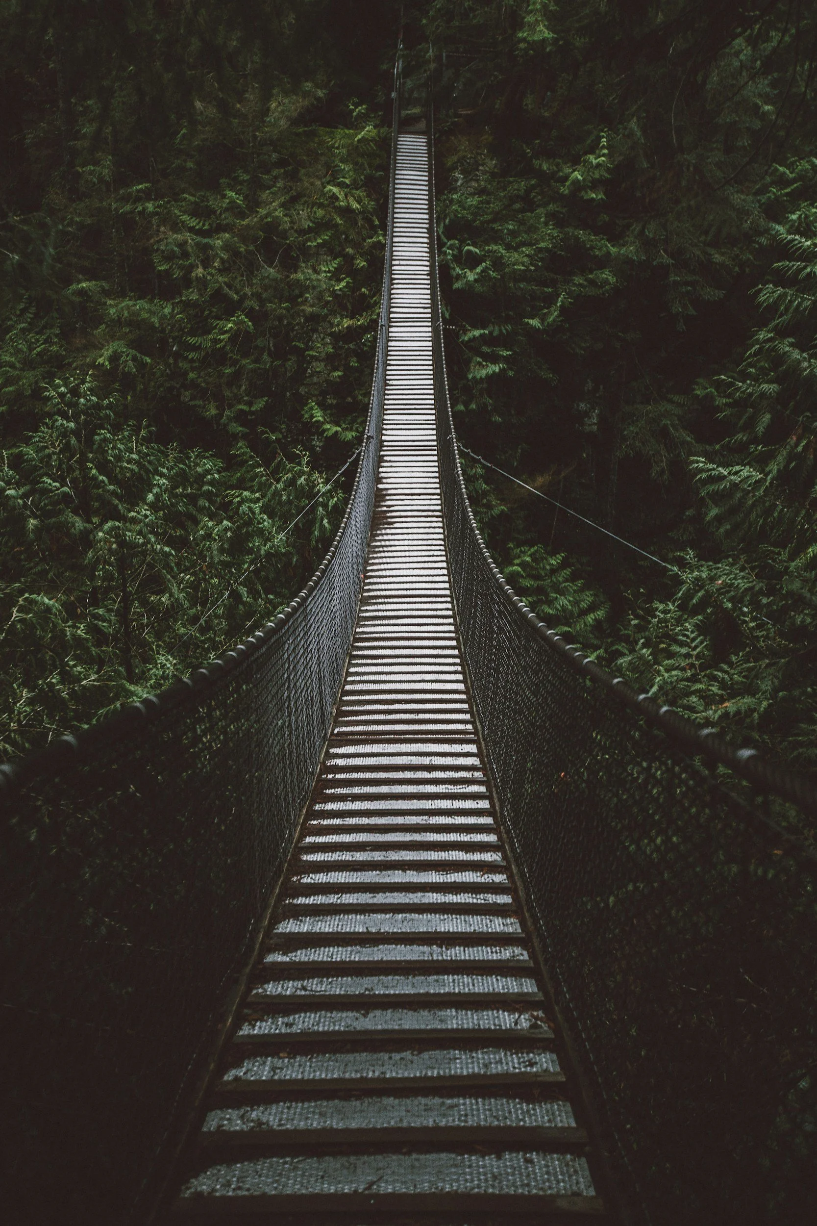 Suspension bridge over lush green forest