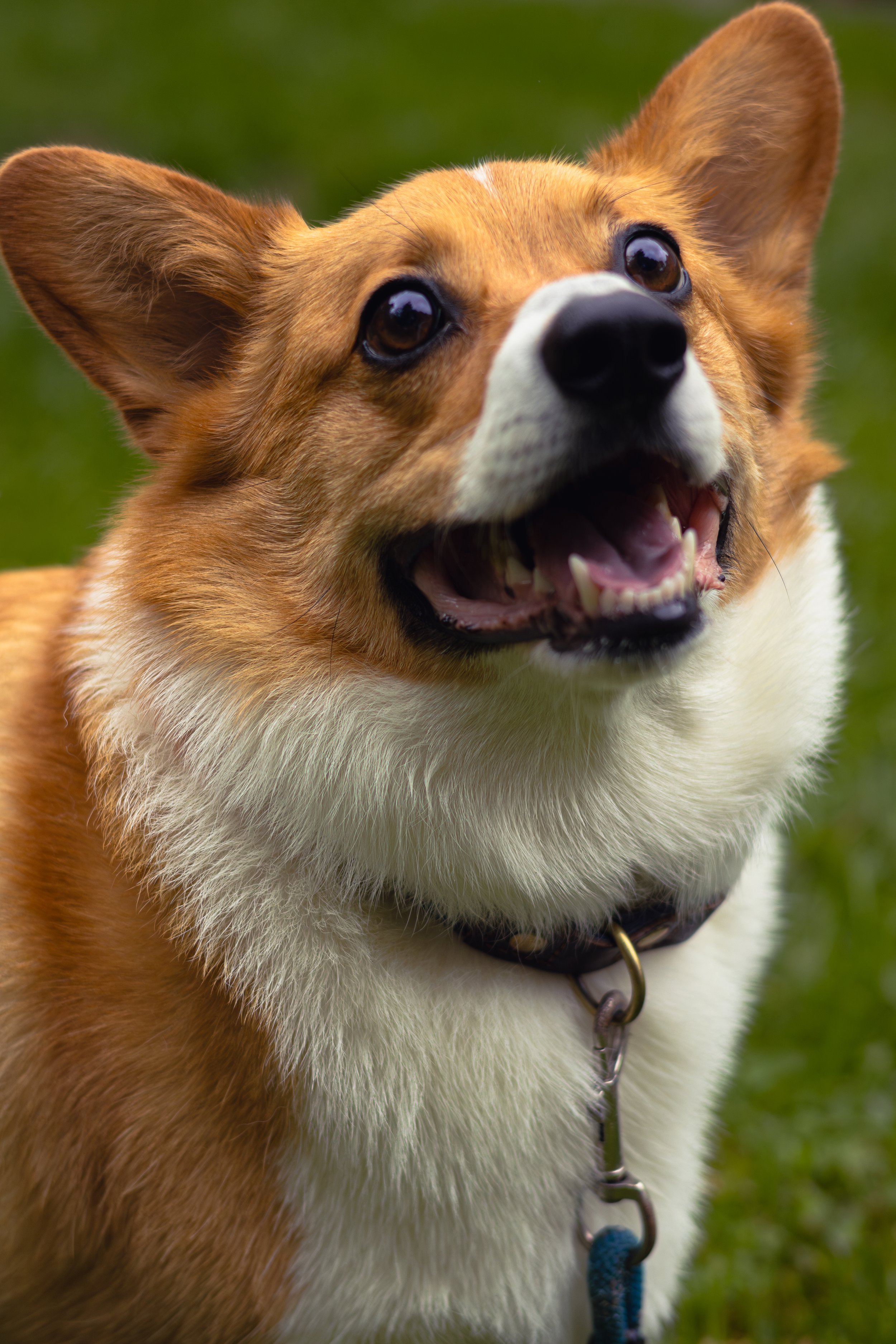 butler50mm-21.jpg