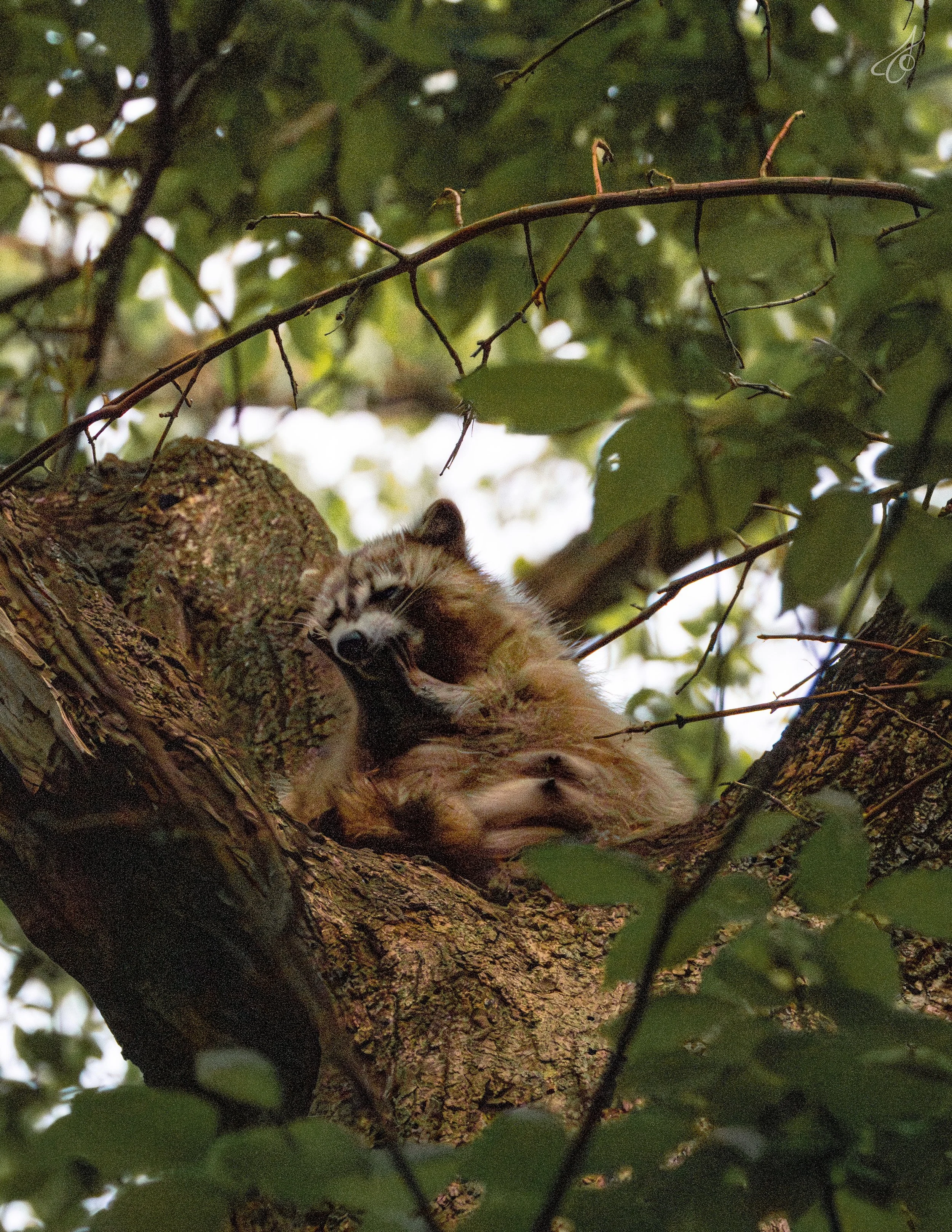 raccoon-8.jpg