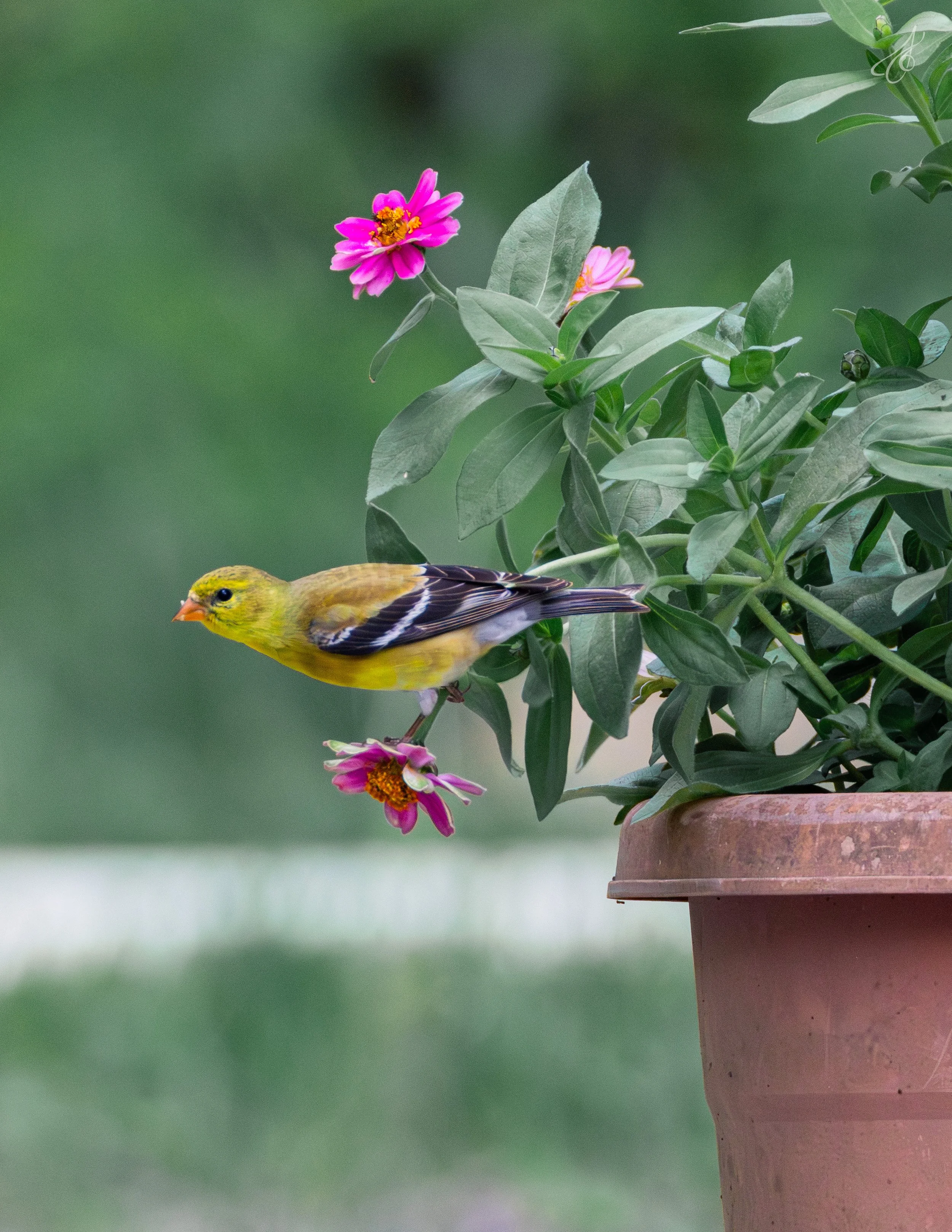 flower-33.jpg