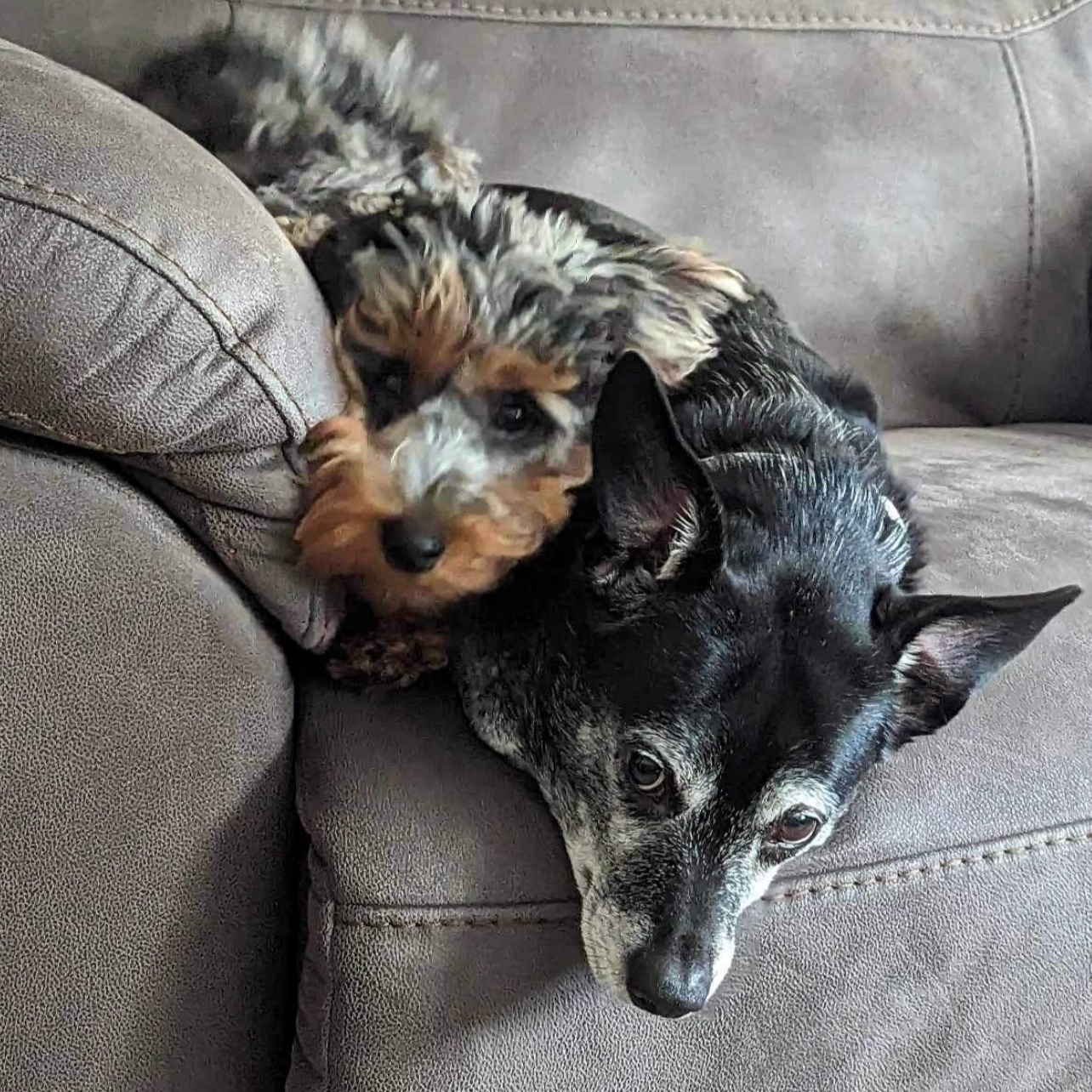 A puppy and an older dog lying on a gray couch, with the puppy resting its head on the older dog's back.