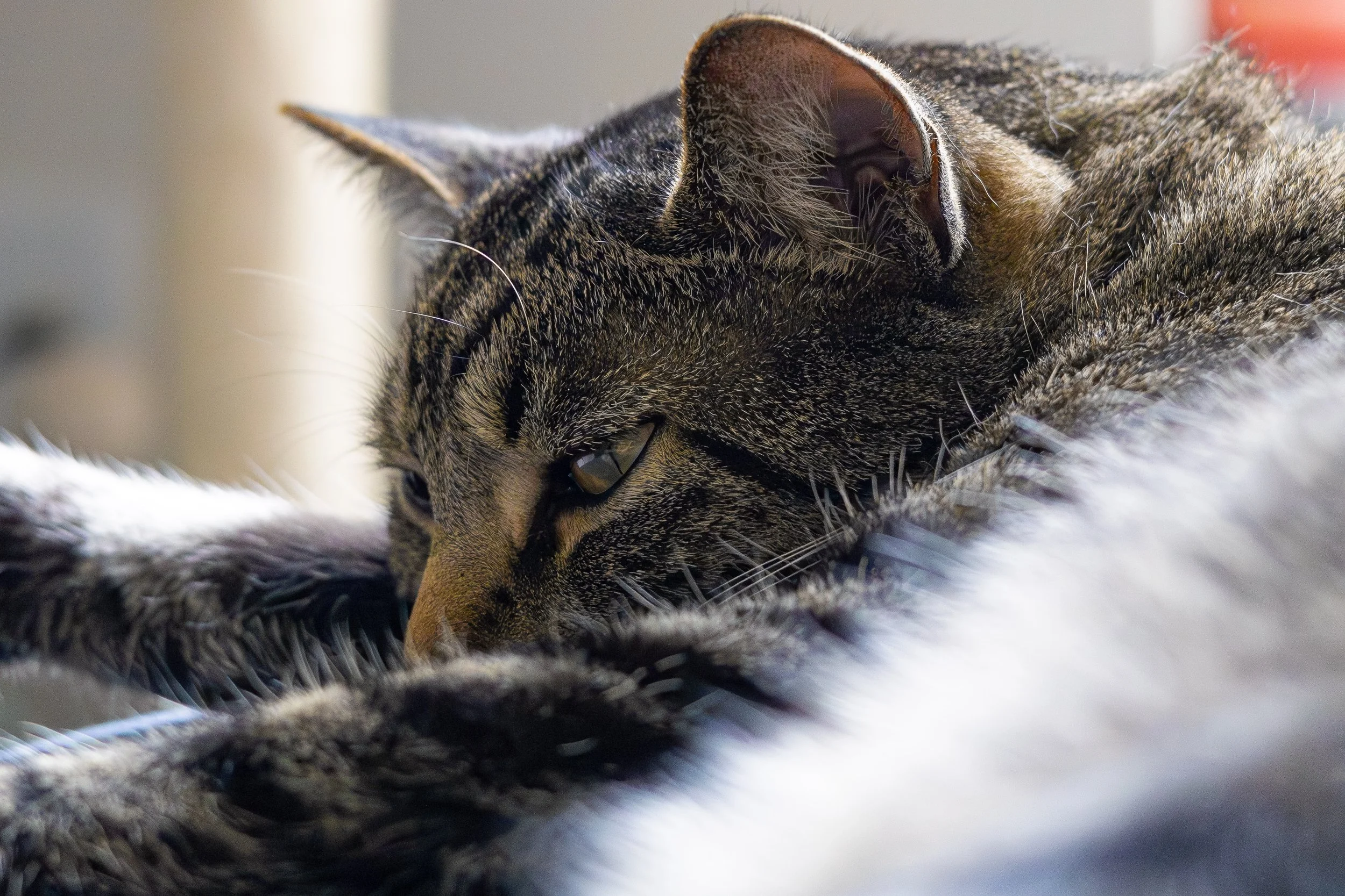 cats-02.jpg