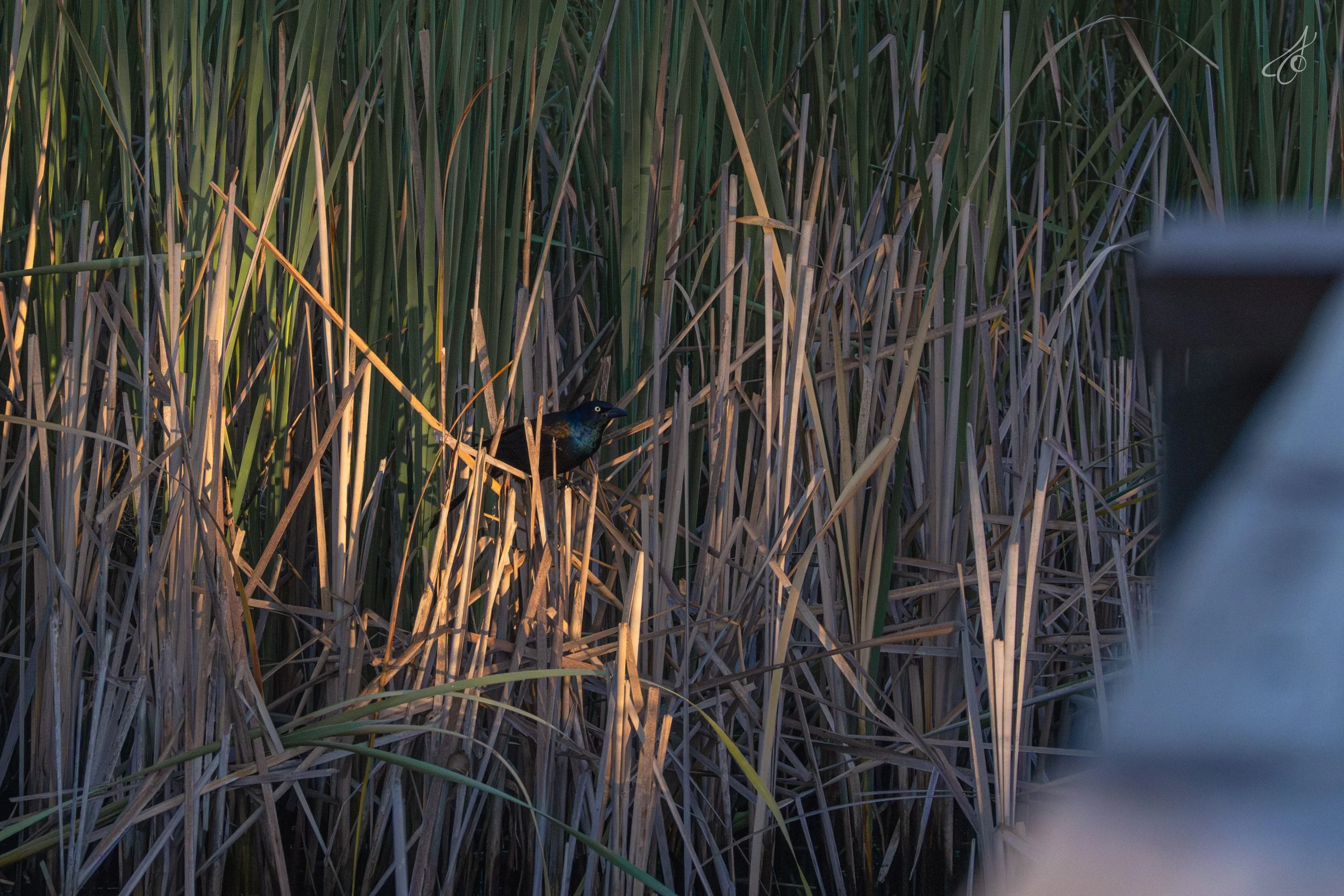 wren-60.jpg