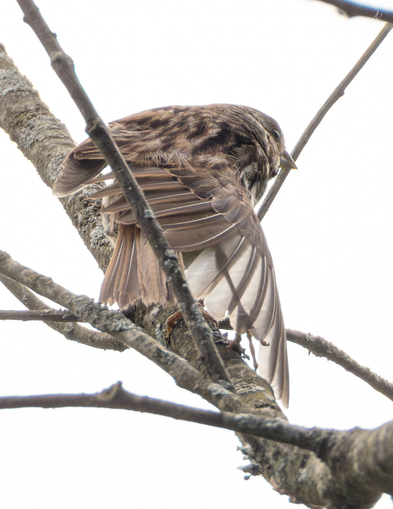aviary-23.jpg
