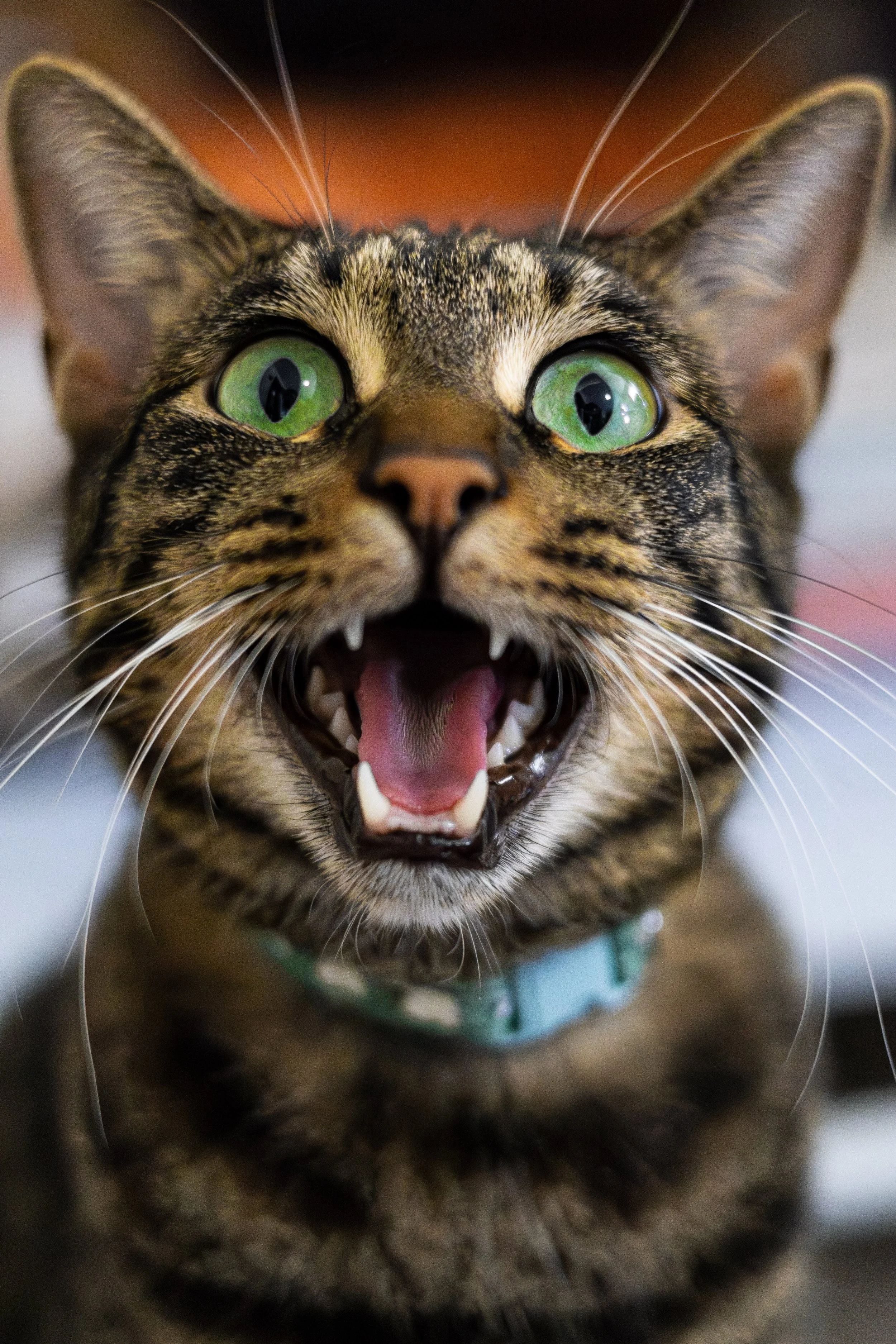 cats-13.jpg