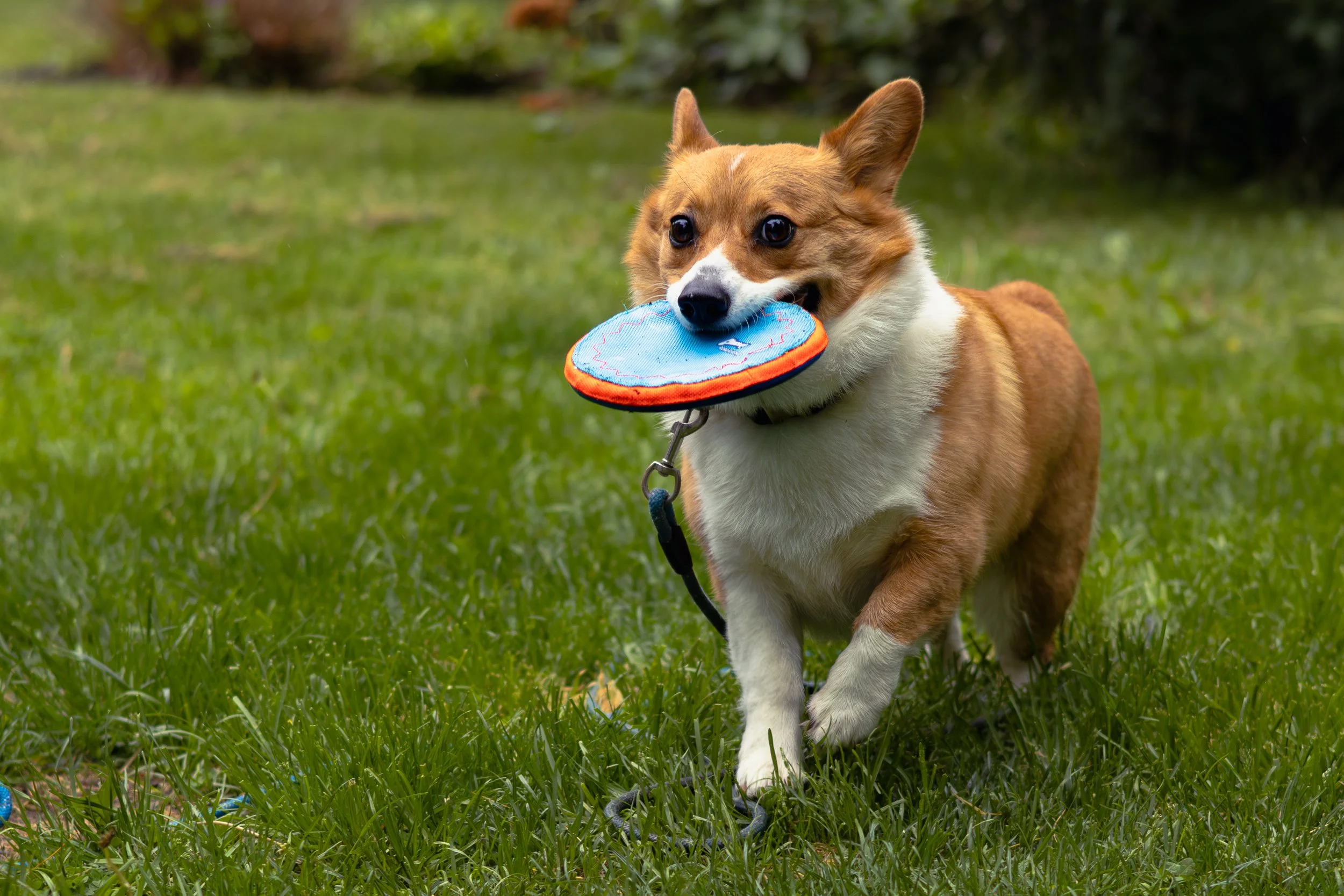 butler50mm-13.jpg