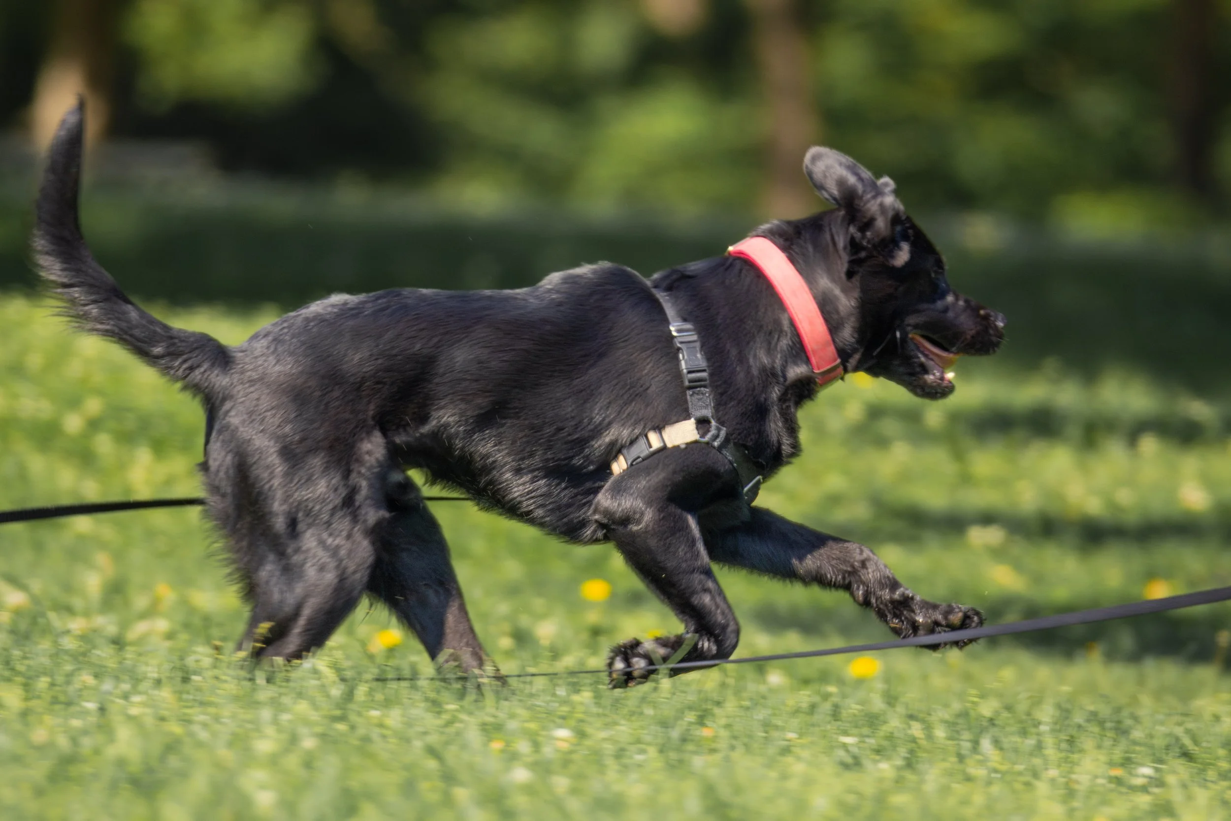 dog-19.jpg