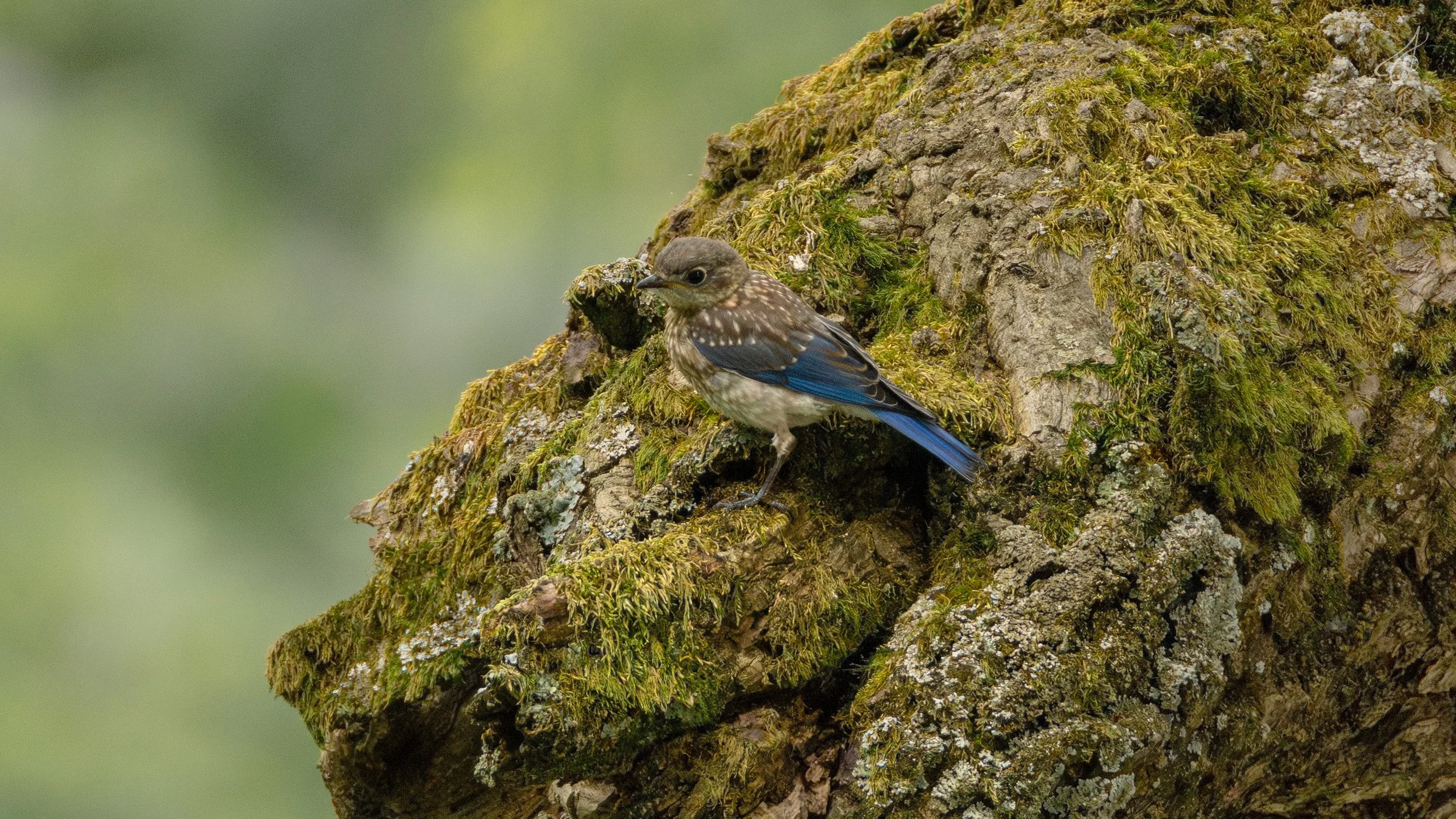 aviary-13.jpg