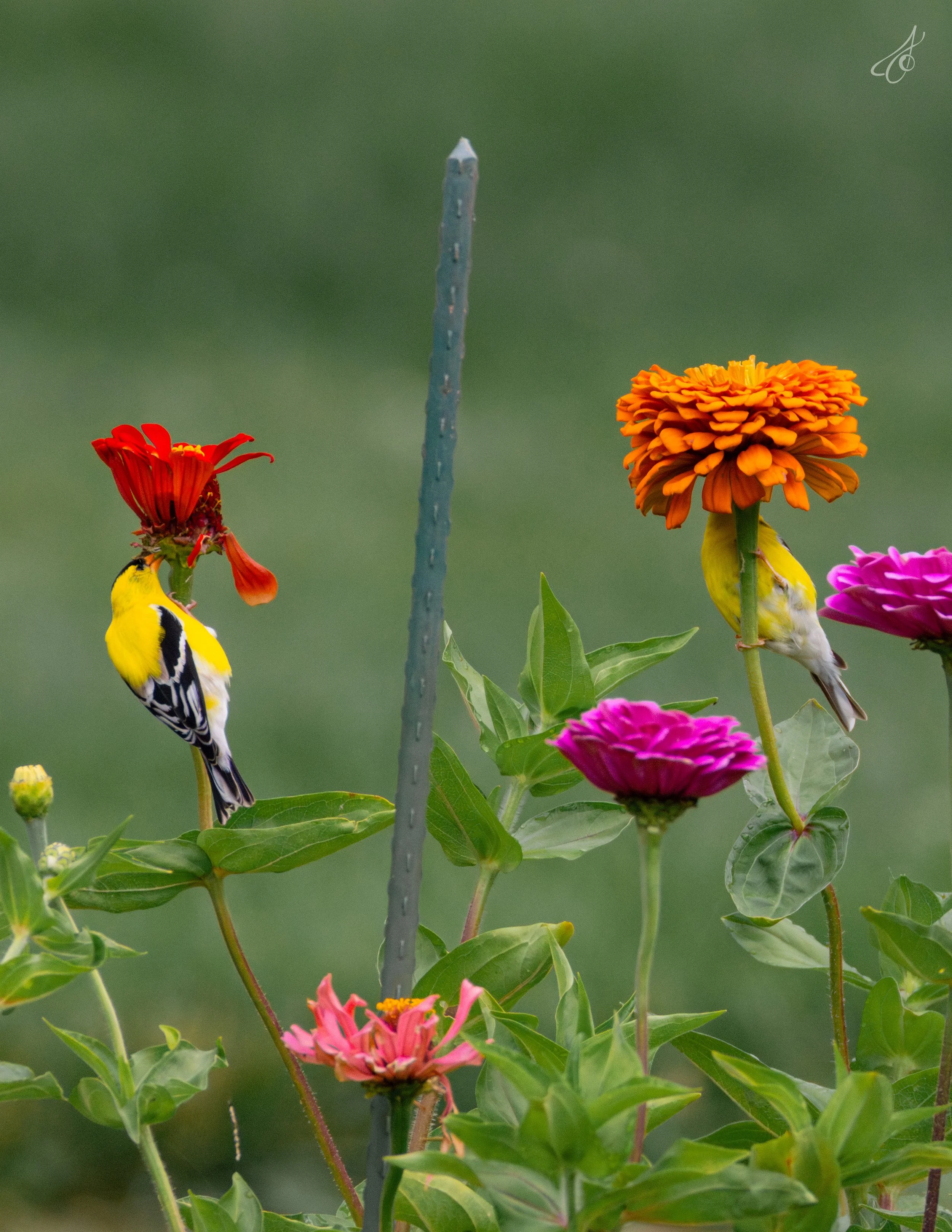 flower-19.jpg