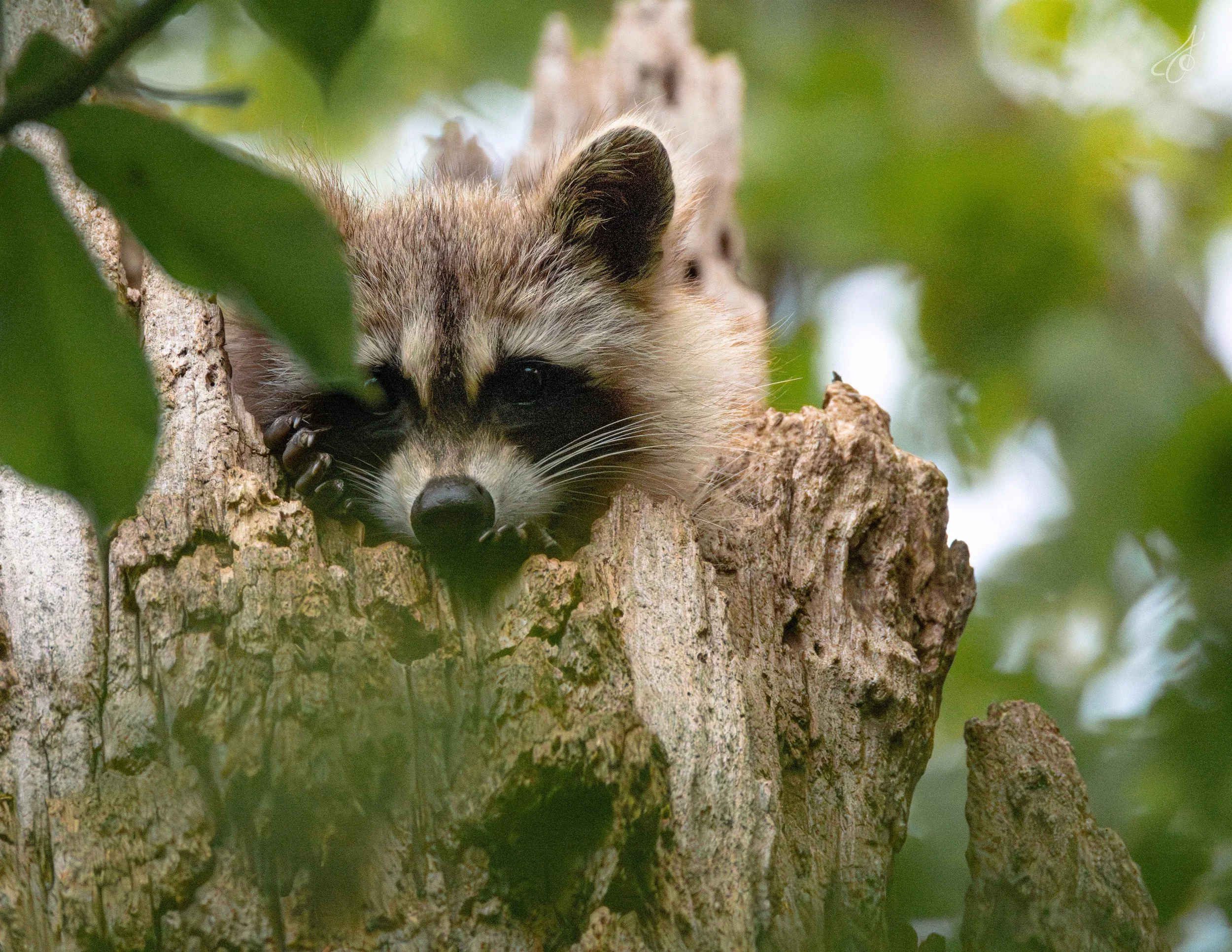 raccoon-2.jpg