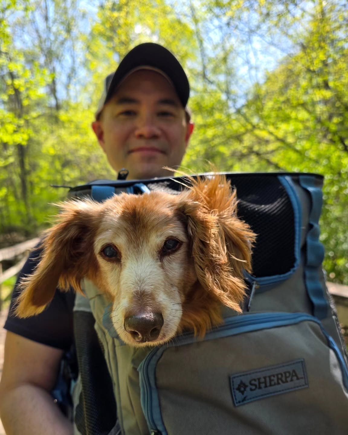 A &quot;walk&quot; with our oldest... 😂🥹❤️

#dogdadmaestro #dogdad #dogparents #ourkidshavepaws #dachshund #dachshundsofinstagram #seniordog #seniordogsofinstagram