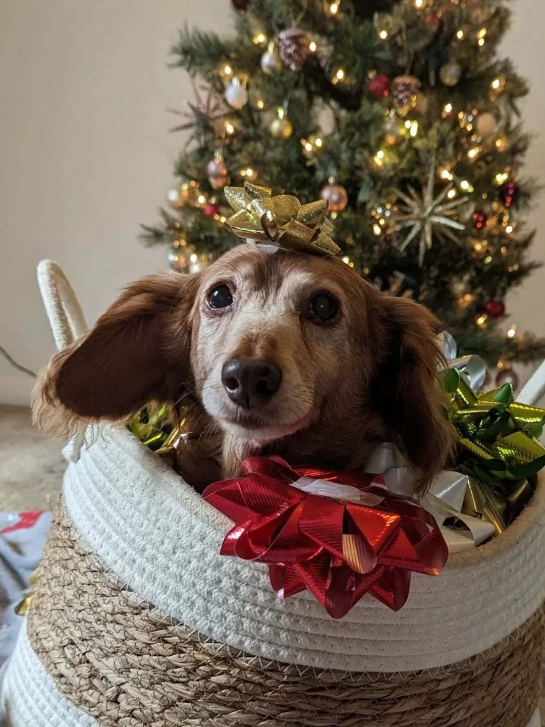 Last night, we made the difficult decision to say goodbye to our oldest, Charlie. He had been dealing with a brain tumor for a long time....

I rescued Charlie when he was 2, which means he would've been 17 in just a few days. He was the sweetest, ge