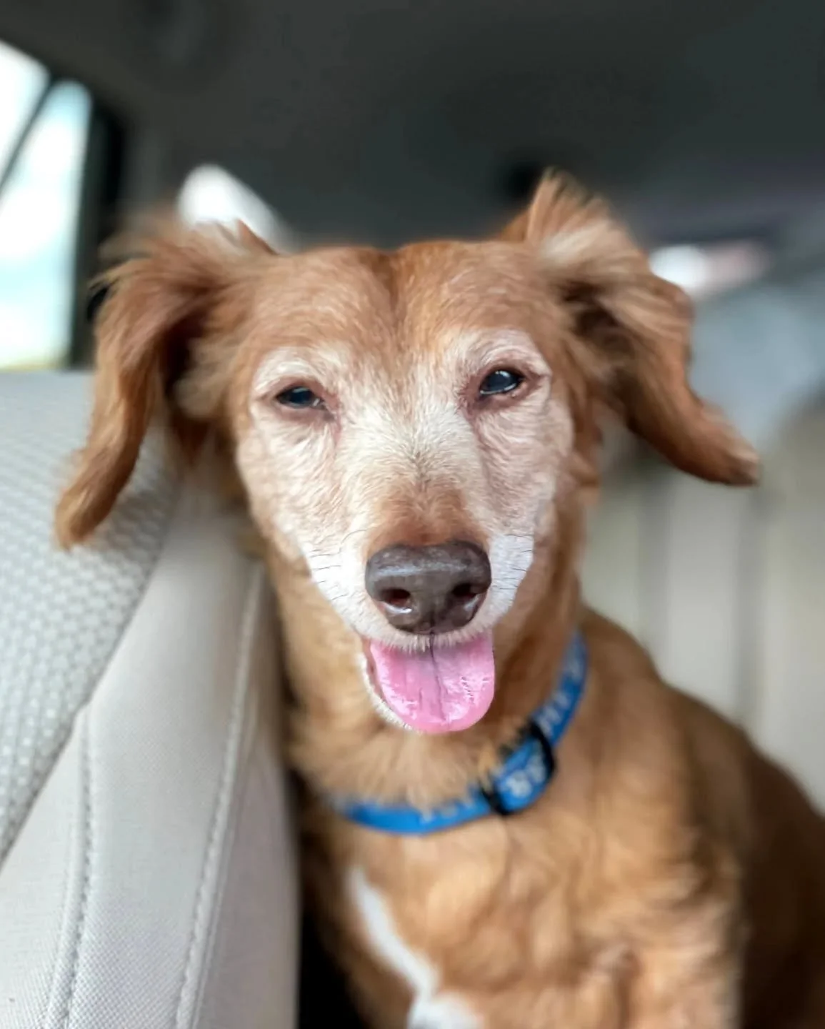 Happy 17th to our boy Charlie! 🎂🎁🎉 You almost made it, buddy. 😔 We miss you. ❤️🪽 

#dogdadmaestro #dogparents #dachshund #dachshundsofinstagram #birthday