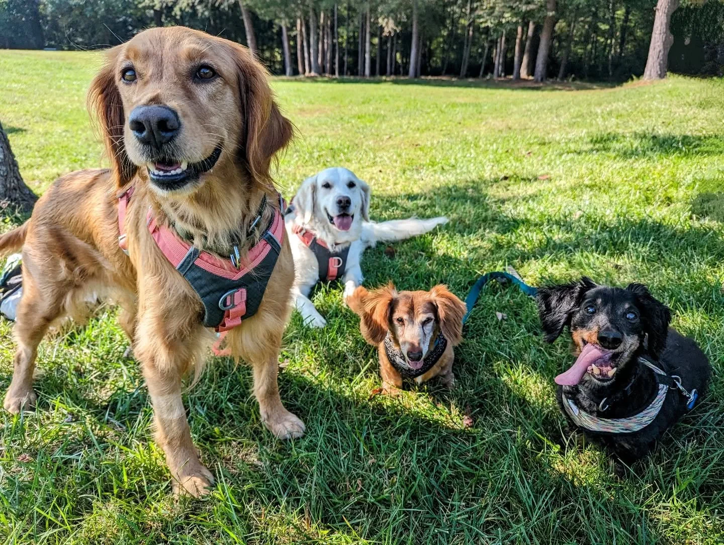 Since we're all doing "bye 2025, hello 2026" posts ... 

Personally, this has been an awful year, mostly because we lost both of our little guys: Beethoven and Charlie.

BUT, professionally, this has been a great year. In 2020 -- following 