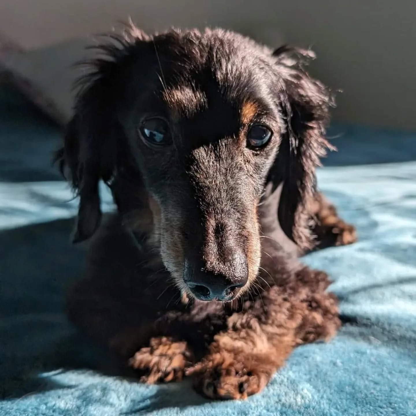 We lost my best bud one year ago today. Miss you, Beethoven. ❤️

#dogdadmaestro #dogparents #dachshund #dachshundsofinstagram #ourkidshavepaws