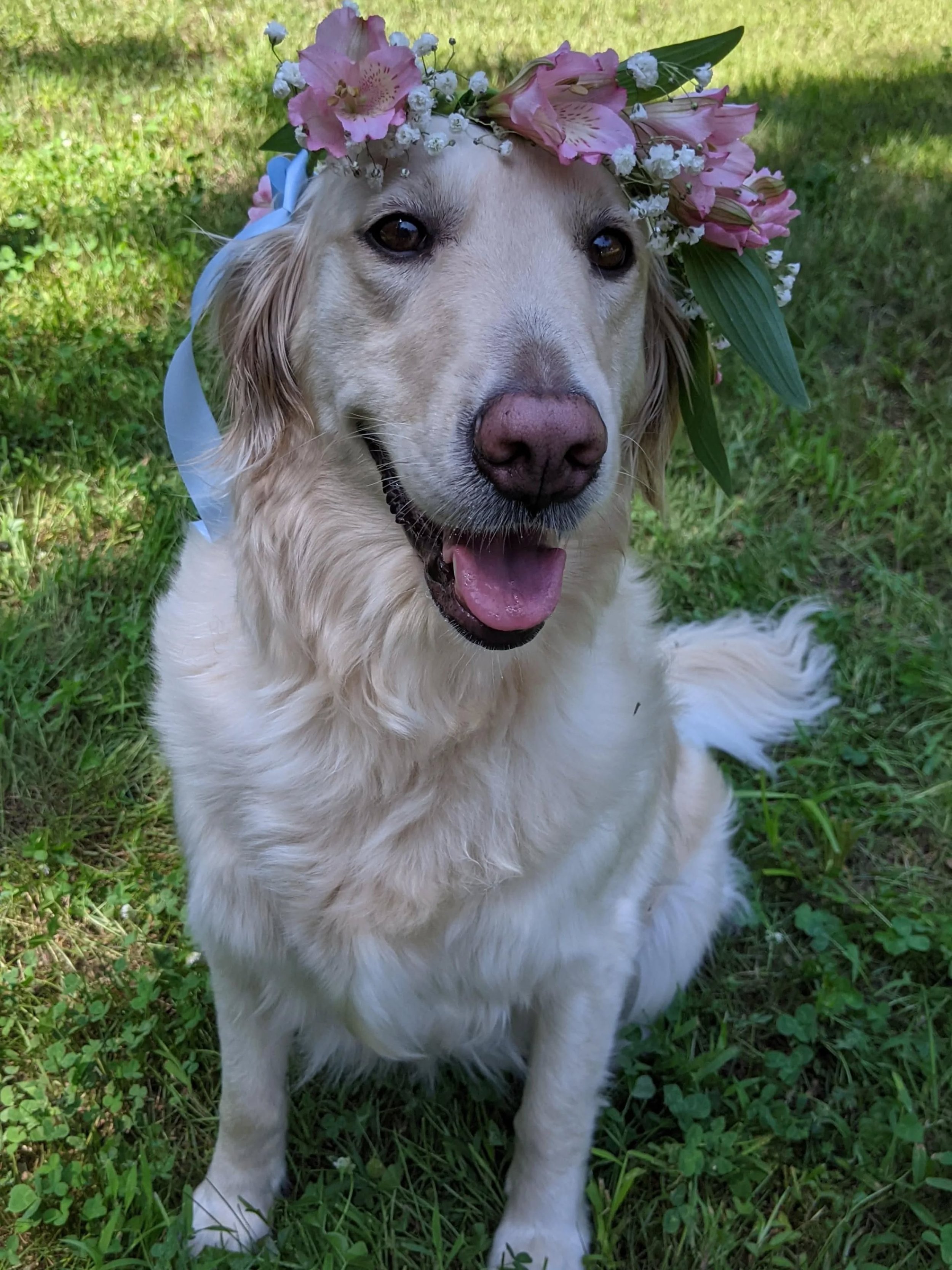 Happy 10th birthday to our beautiful Winnie girl! 🥳🎂🎉🎁

#dogdadmaestro #goldenretriever #dogsofinstagram #birthday #birthdaygirl