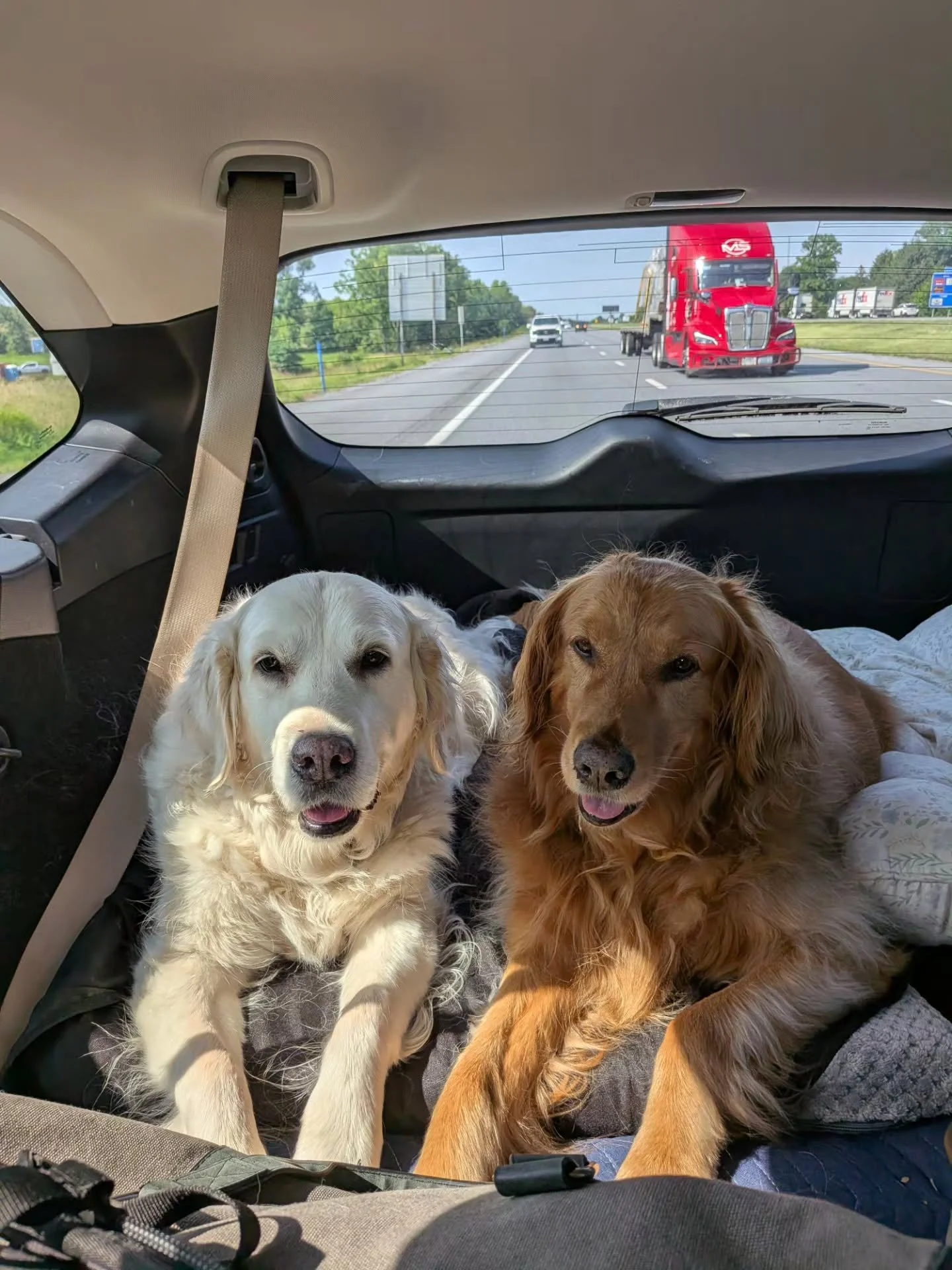 Vacation mode activated! 😎

@sloppy_paws

#dogdadmaestro #conductor #goldenretriever #dogsofinstagram #vacation