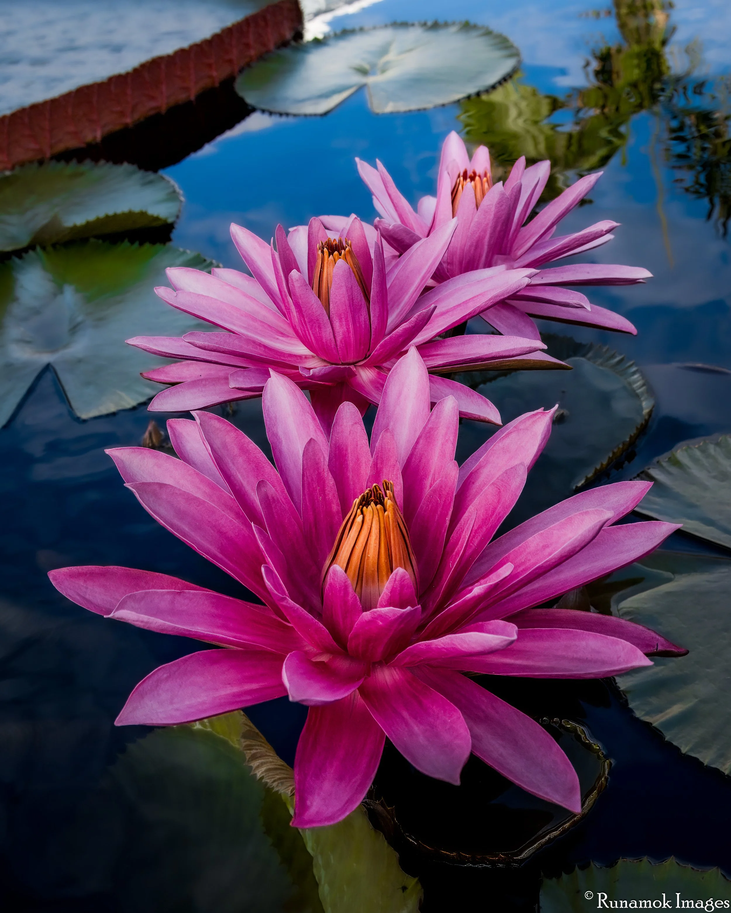 Waterlily Trio