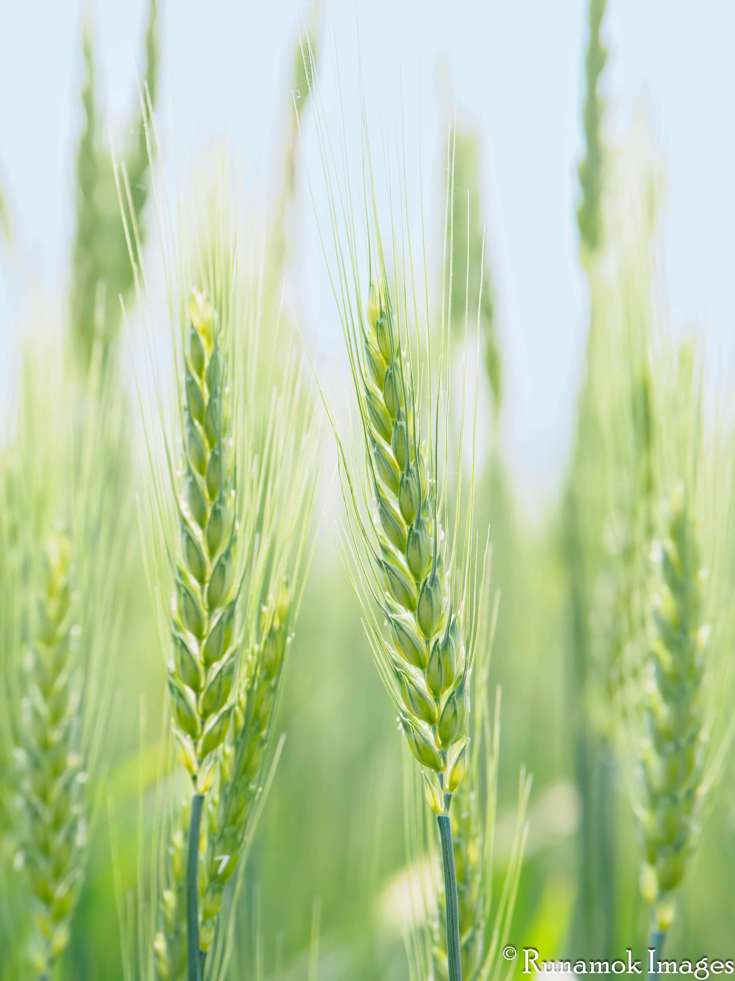 Waves of Grain