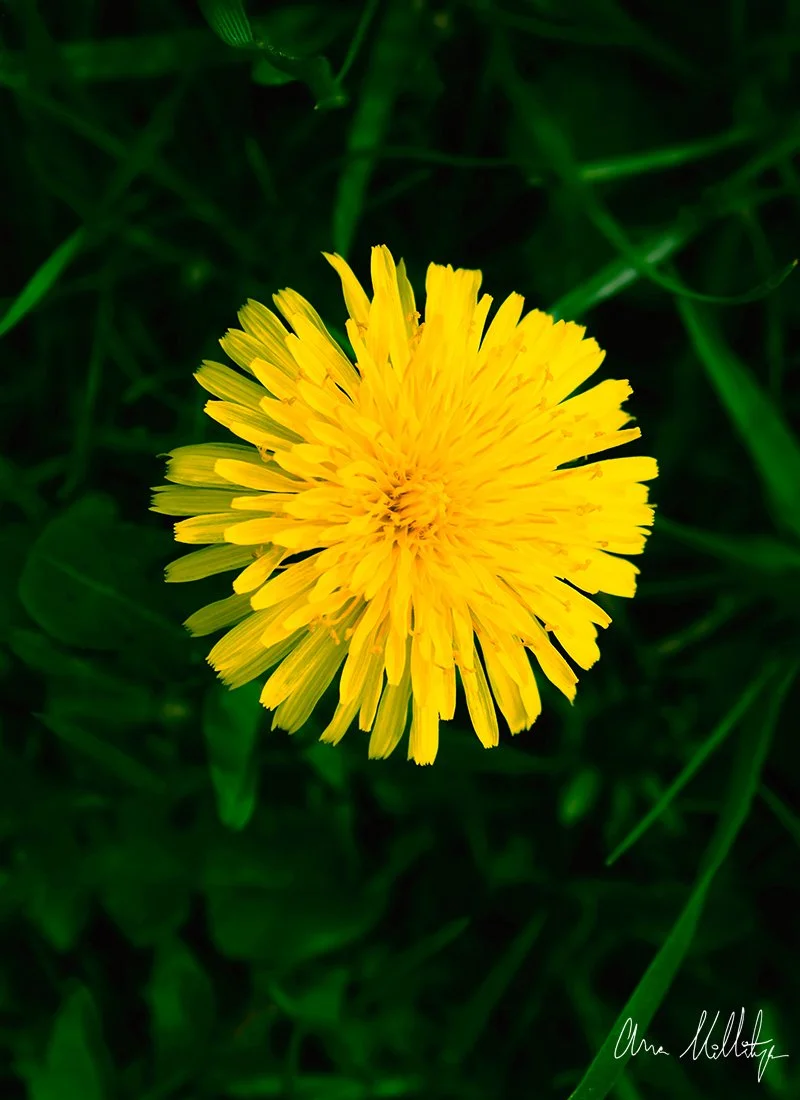 ARDENT, YELLOW DANDELION