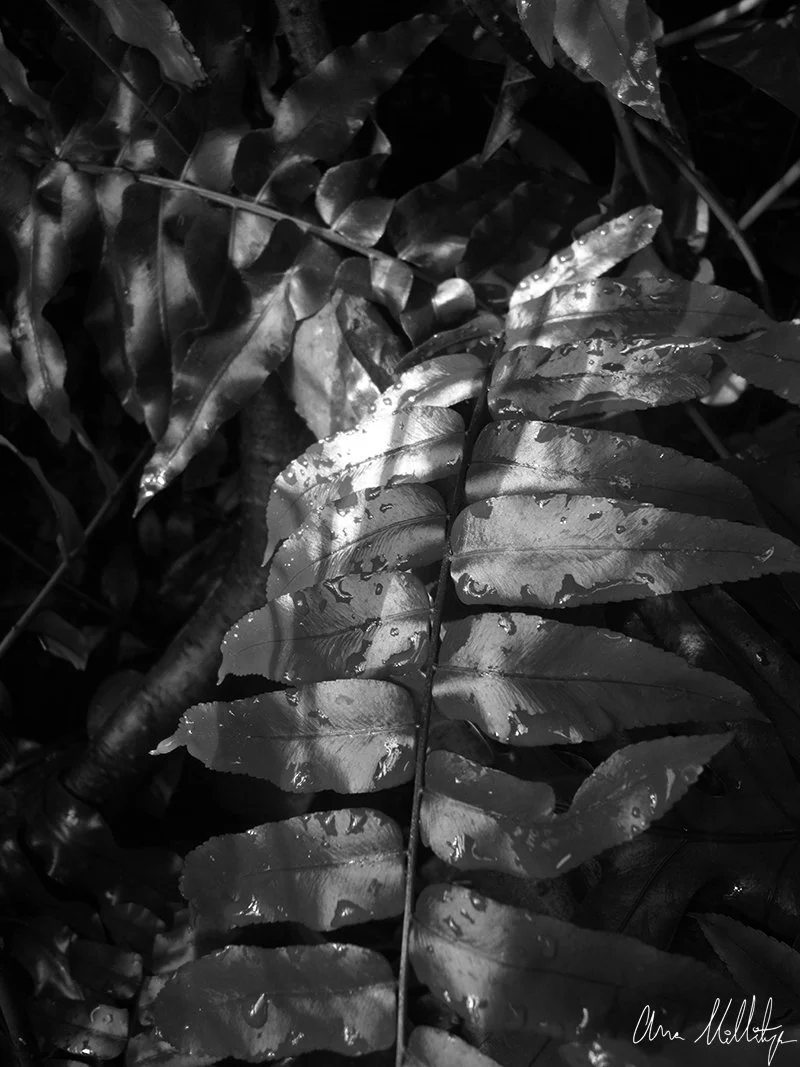 DIVISION I, PLANT LEAVES