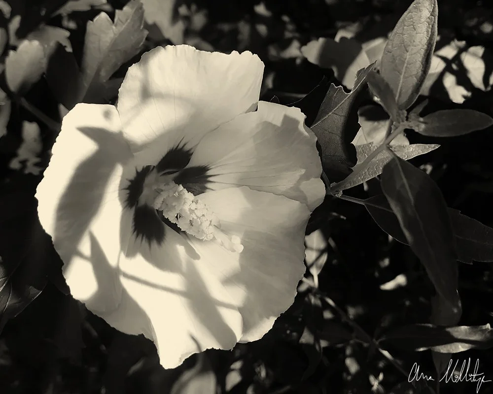 ENDLESS, SEPIA WHITE HIBISCUS FLOWER