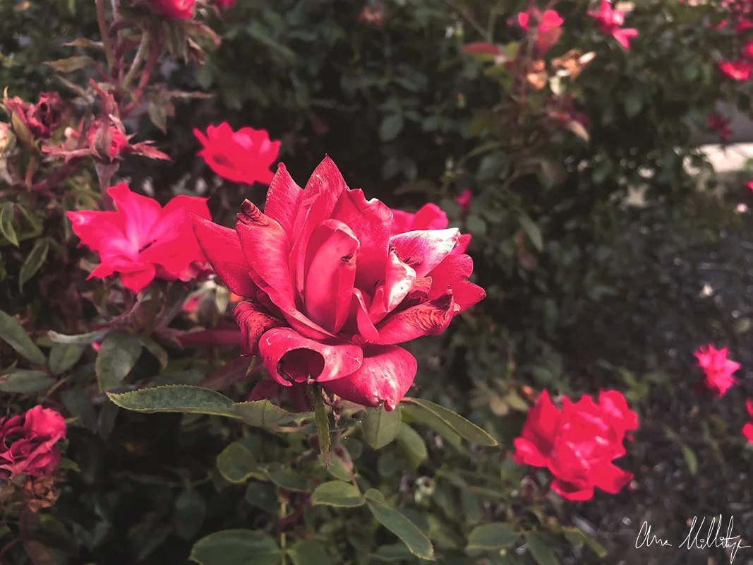 ETERNITY FLORA, PINK ROSE BUSH