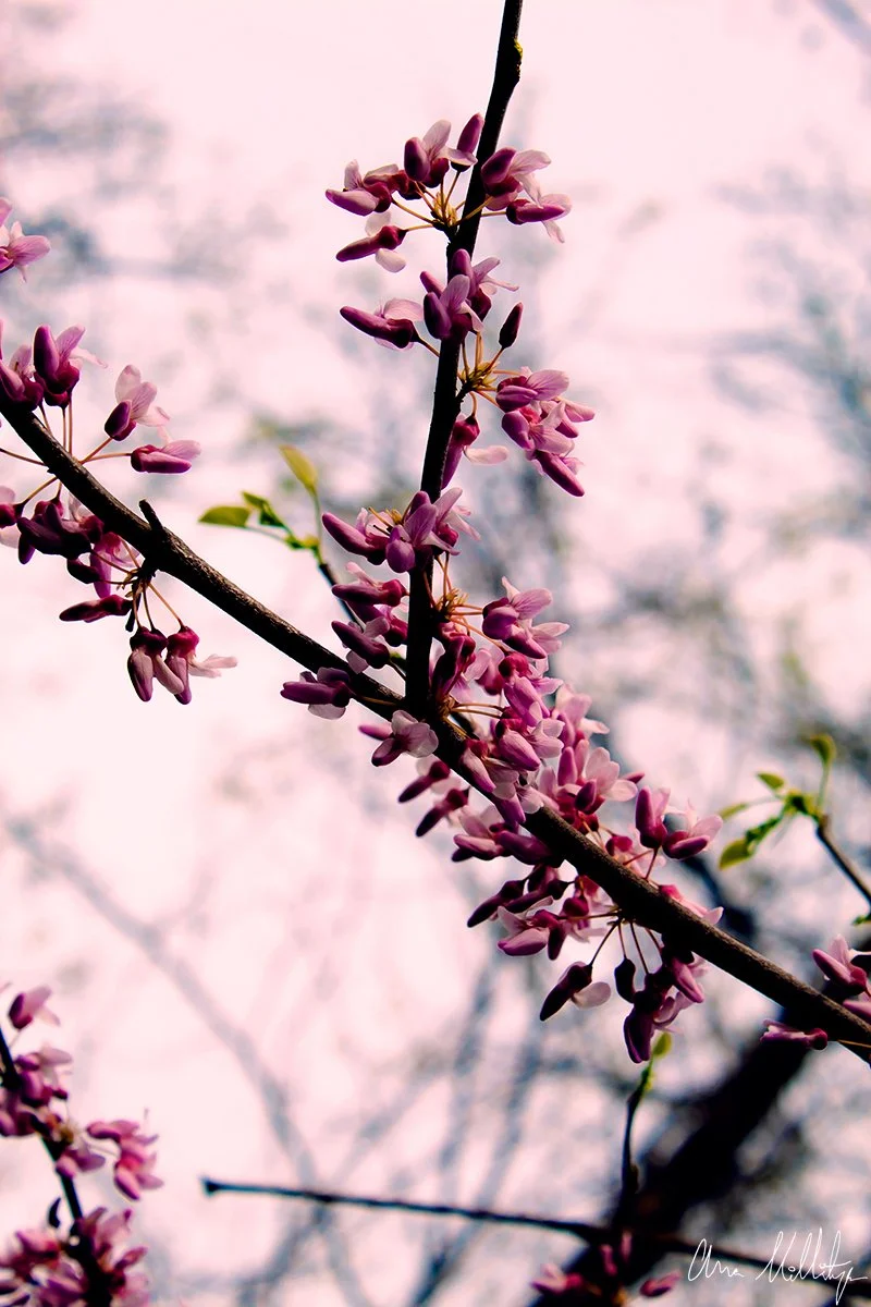 EXCEEDING, PINK JUDASTREE FLOWERS