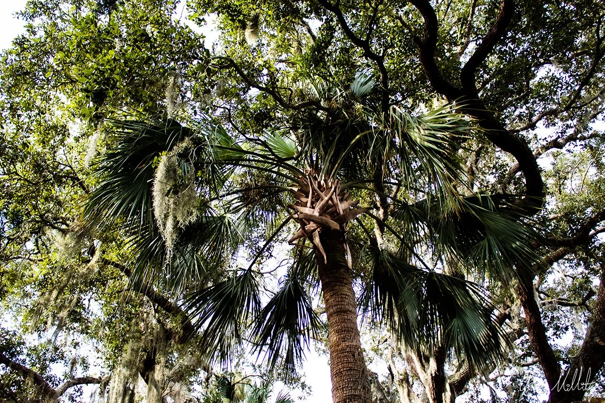 EXOTIC NARRATIVE, GREEN PALM TREE