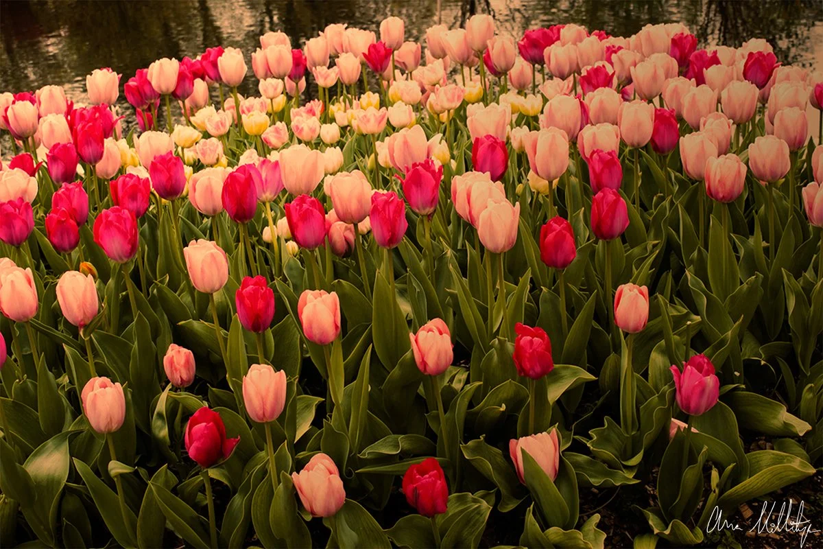 GATHERING OF TULIPS