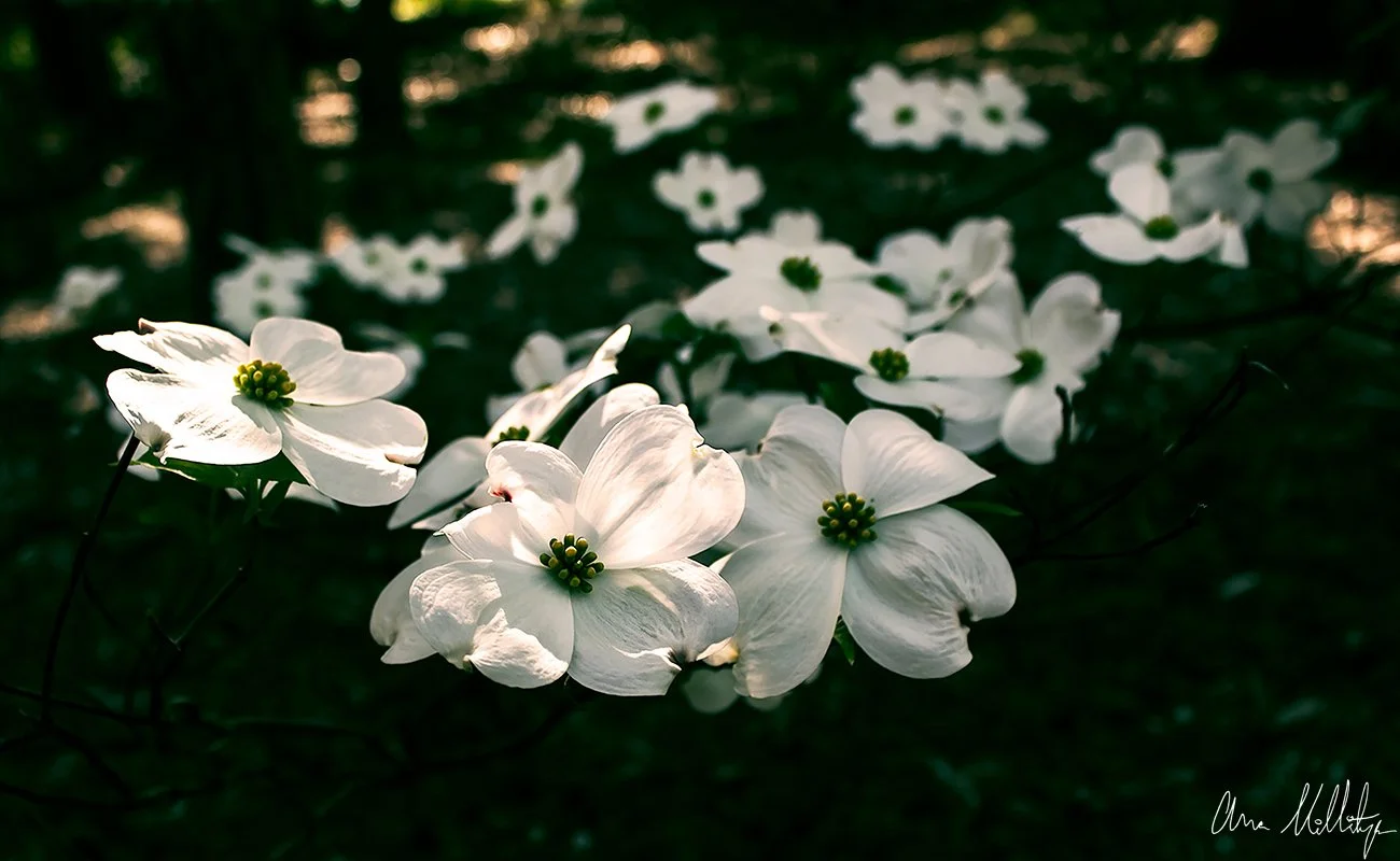 INCLUDE, DOGWOOD FLOWERS
