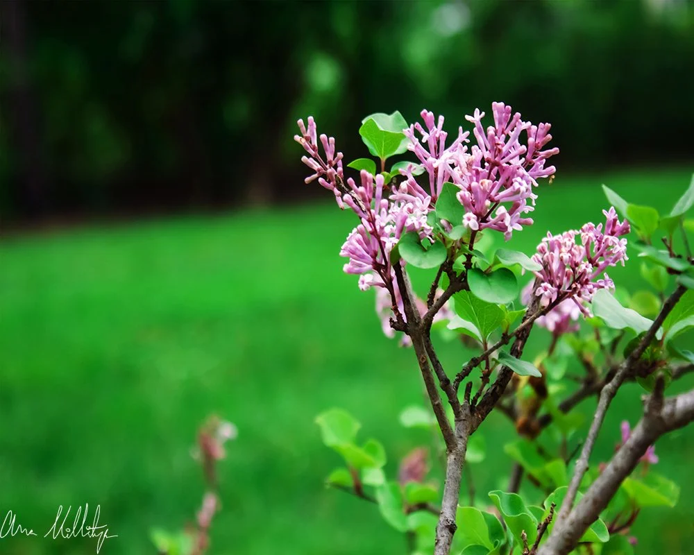 LILAC TENDER, FLORAL BUSH
