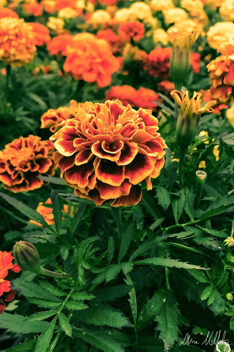 LION'S MANE, MARIGOLD FLOWERS
