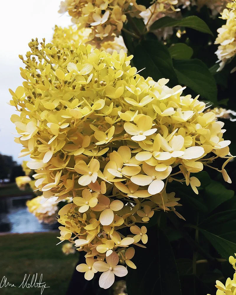 LITTLE GOLDEN WINGS, HYDRANGEA BUSH