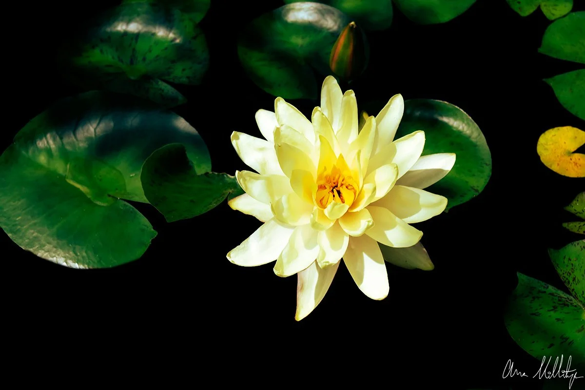 MEDIATE, WATER LILY