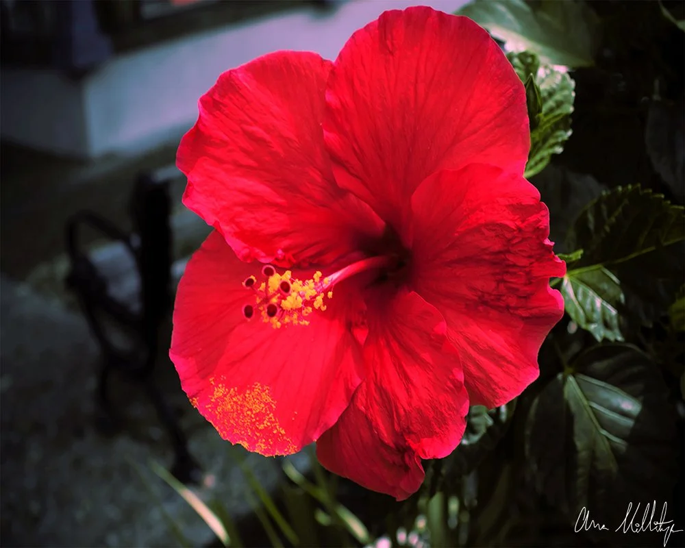 NECTAR, RED HIBISCUS FLOWER