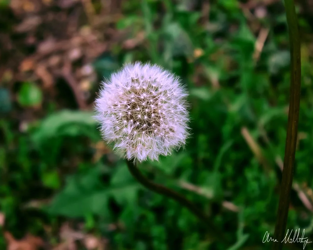 OVERCOME, WHITE DANDELION