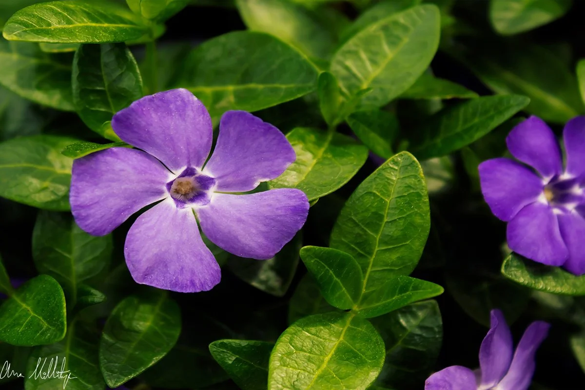 QUANTIFY, PERIWINKLE FLOWER