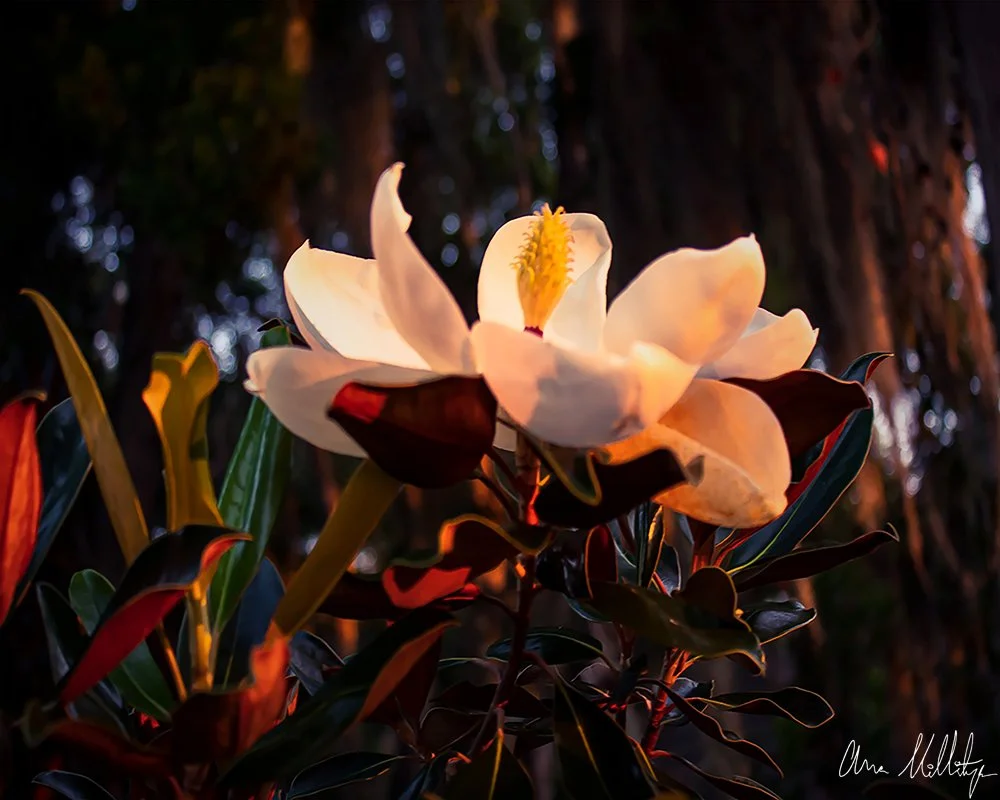 SOLACE, MAGNOLIA FLOWER