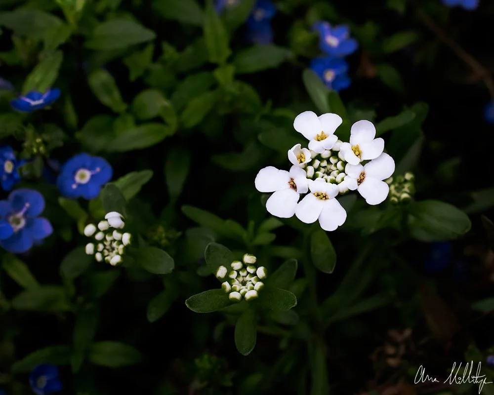 SPECTRAL, CANDYTUFT FLOWER