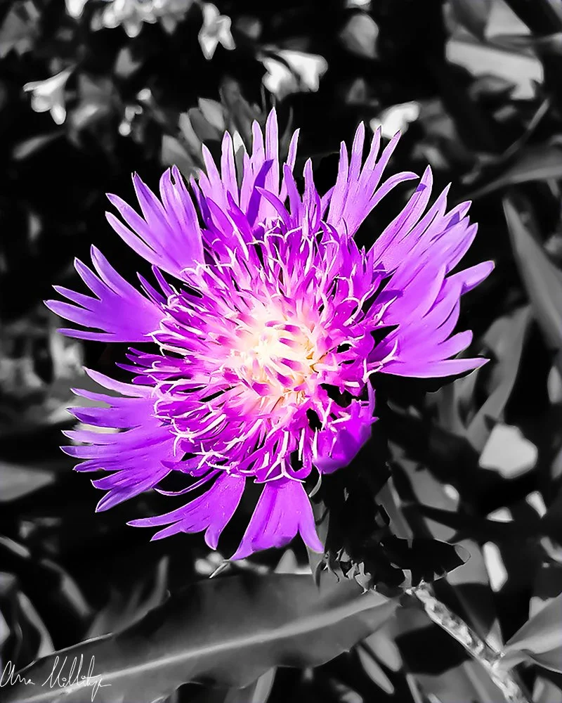 VIOLET SUN, STOKE'S ASTER FLOWER