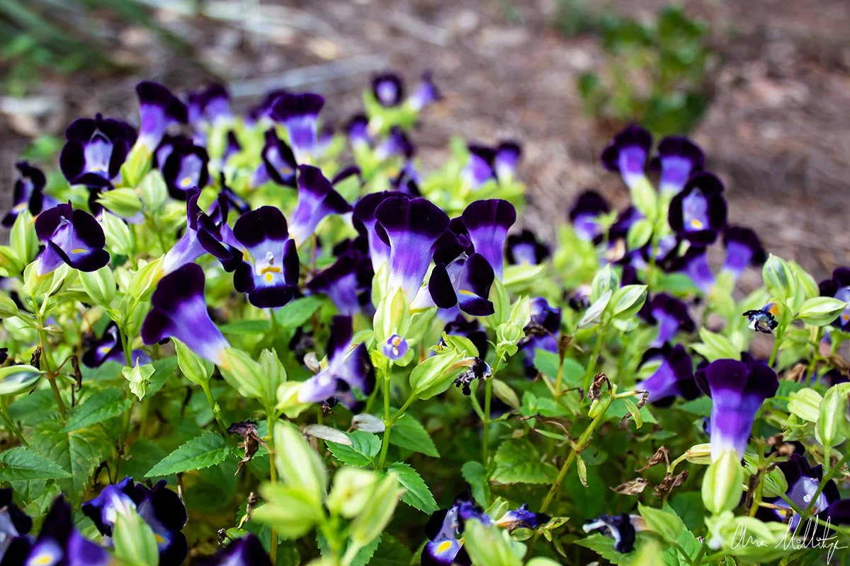 WHIM FULFILLMENT, WISHBONE FLOWERS