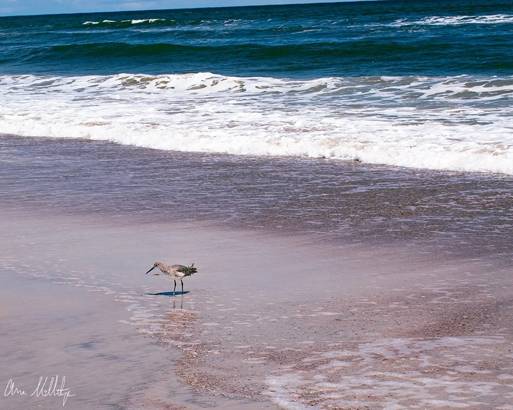 CHRONICLE, LITTLE BIRD ON BEACH