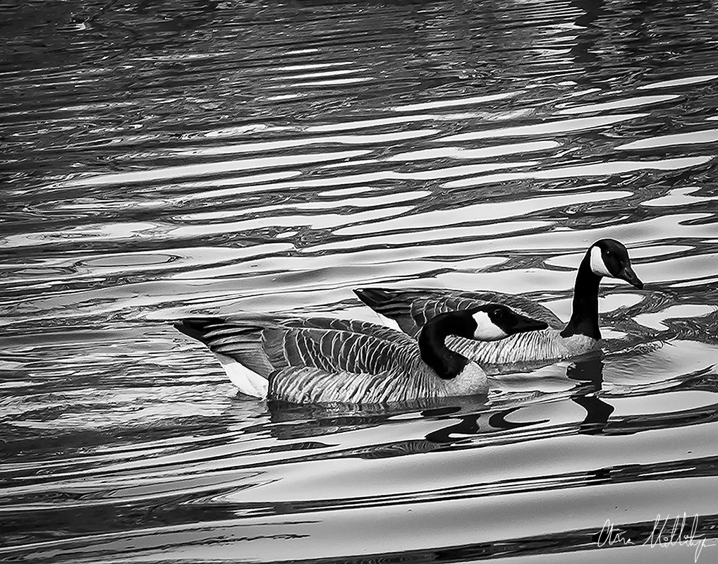FRIENDSHIP, TWO GEESE