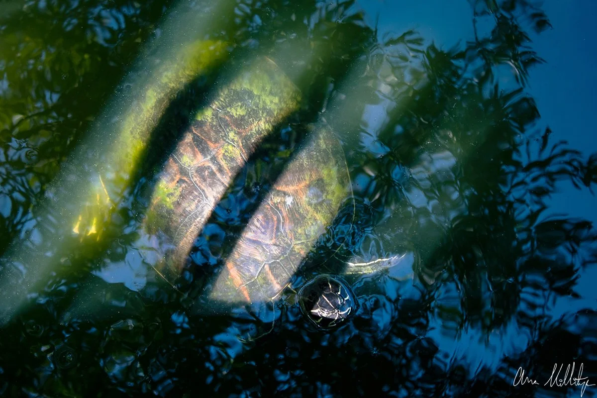 INHABIT, TURTLE IN POND