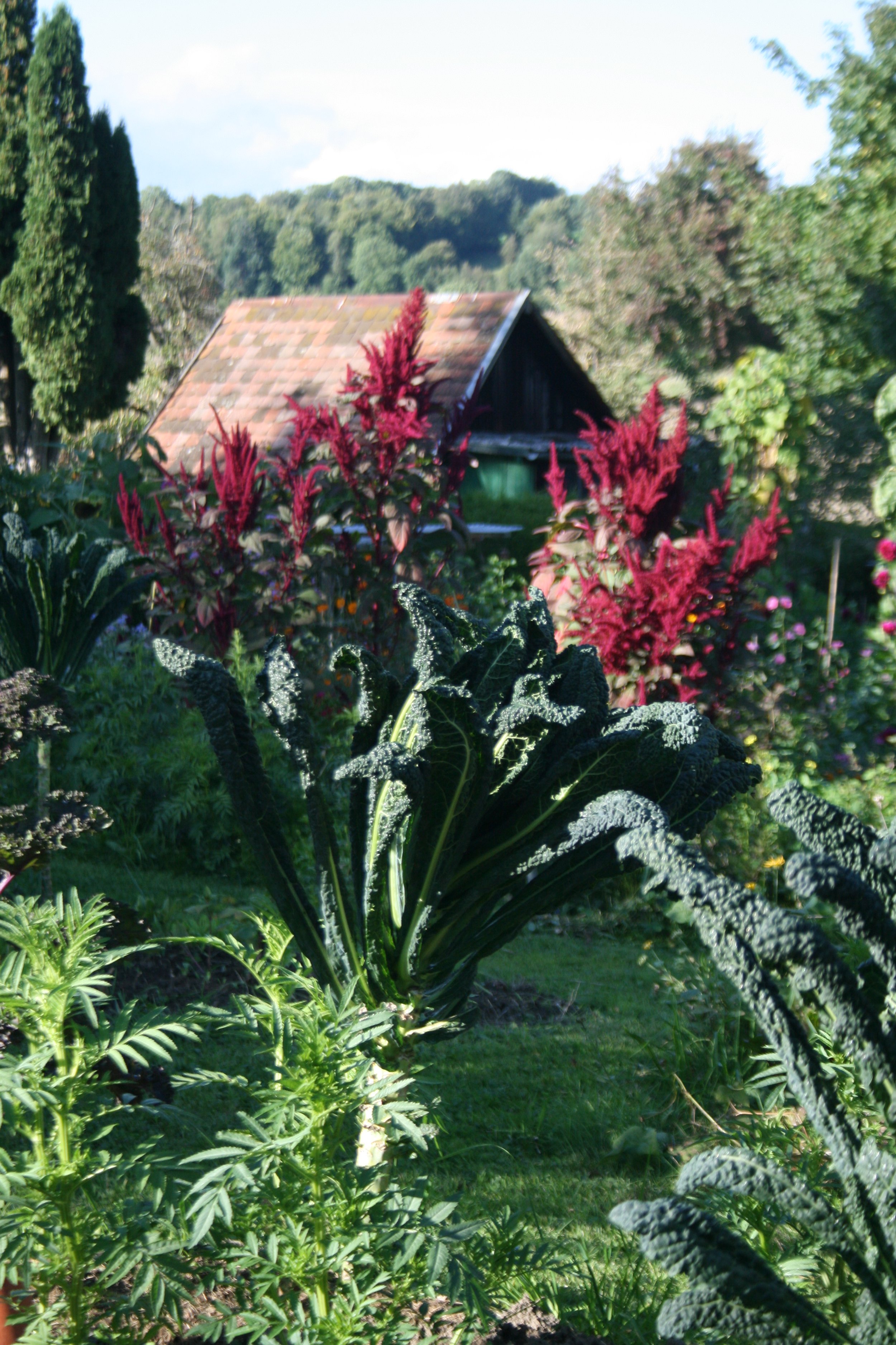 Amaranth und Palmkohl.jpg
