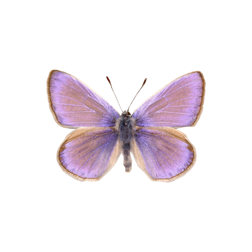 A purple butterfly with light purple and lavender wings.