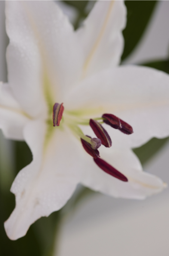 Screenshot 2026-01-13 at 1.54.30 PM.png