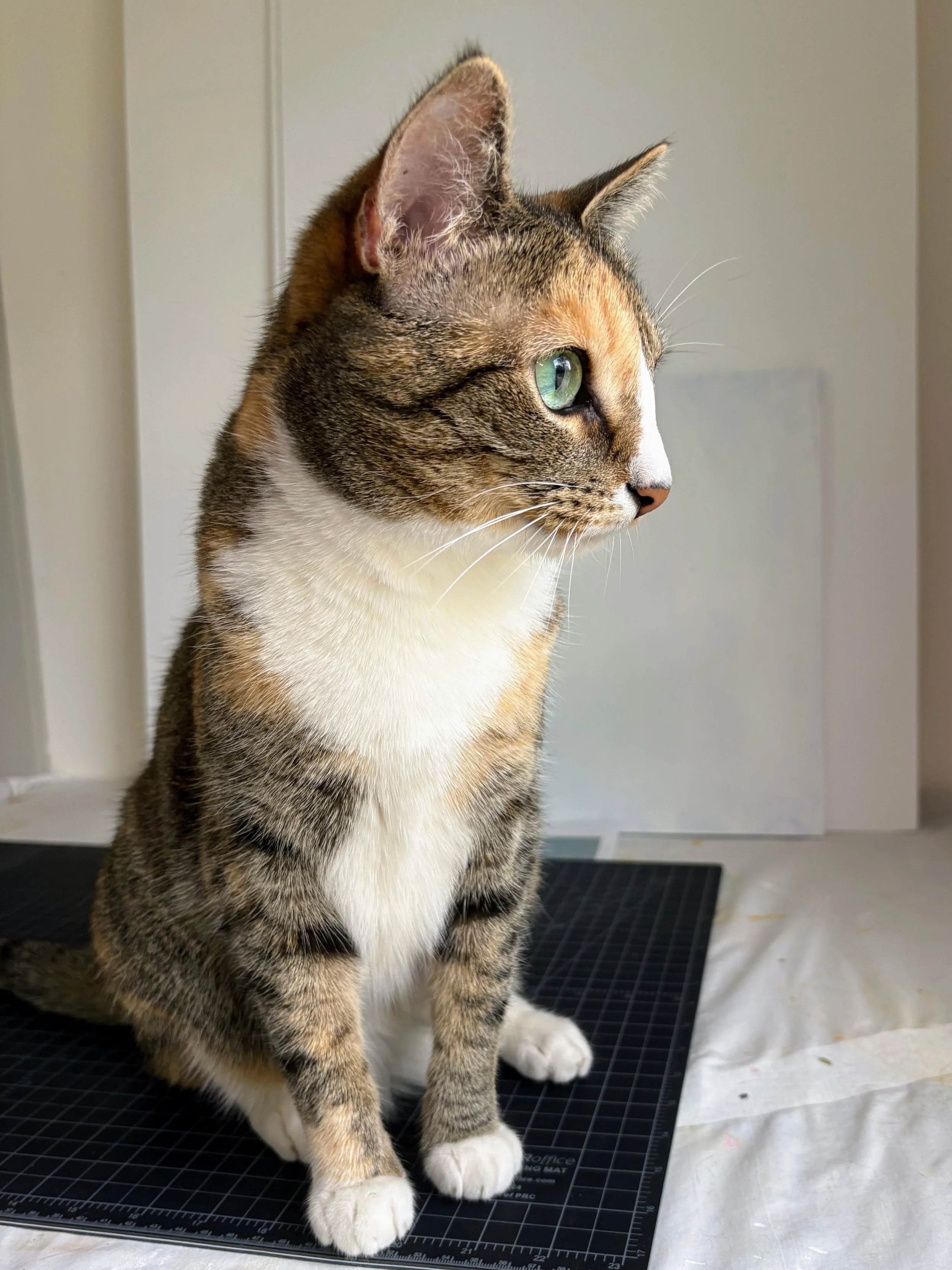 Bernie photo