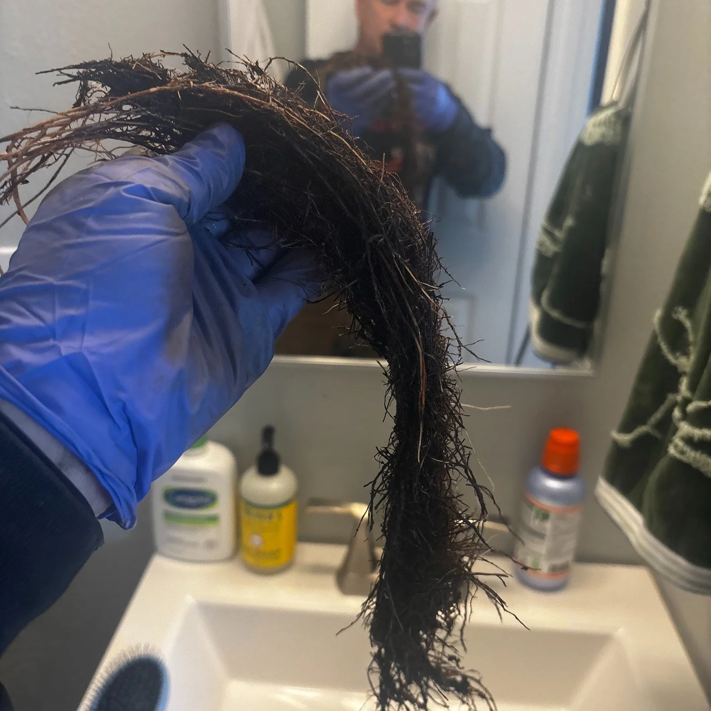 These roots came out of a bathroom faucet! Yikes! 
Aurora, CO